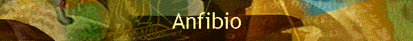 Anfibio