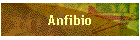 Anfibio