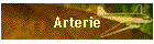 Arterie