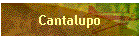 Cantalupo