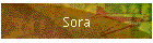 Sora