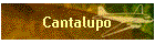Cantalupo