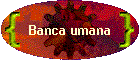 Banca umana